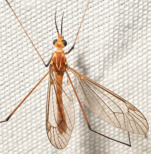 Unknown species found near 432 Ridge Road, Hamden, CT, USA
