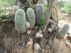 Mammillaria phitauiana