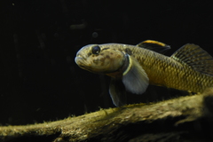 Gobiomorphus basalis