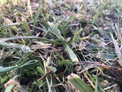 Poaceae