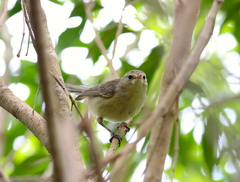 Rodrigues Warbler photo 2