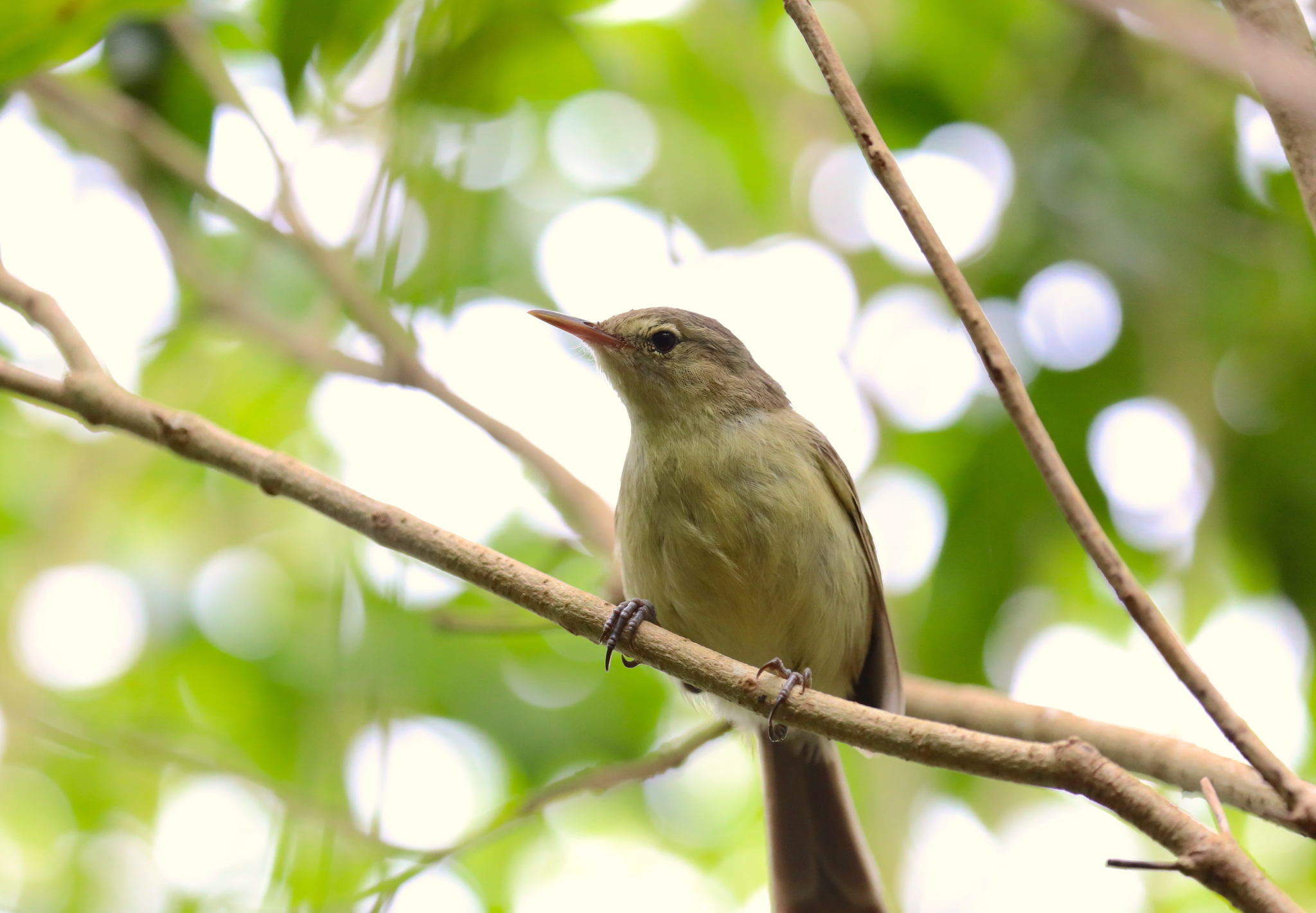 Rodrigues Warbler illustration