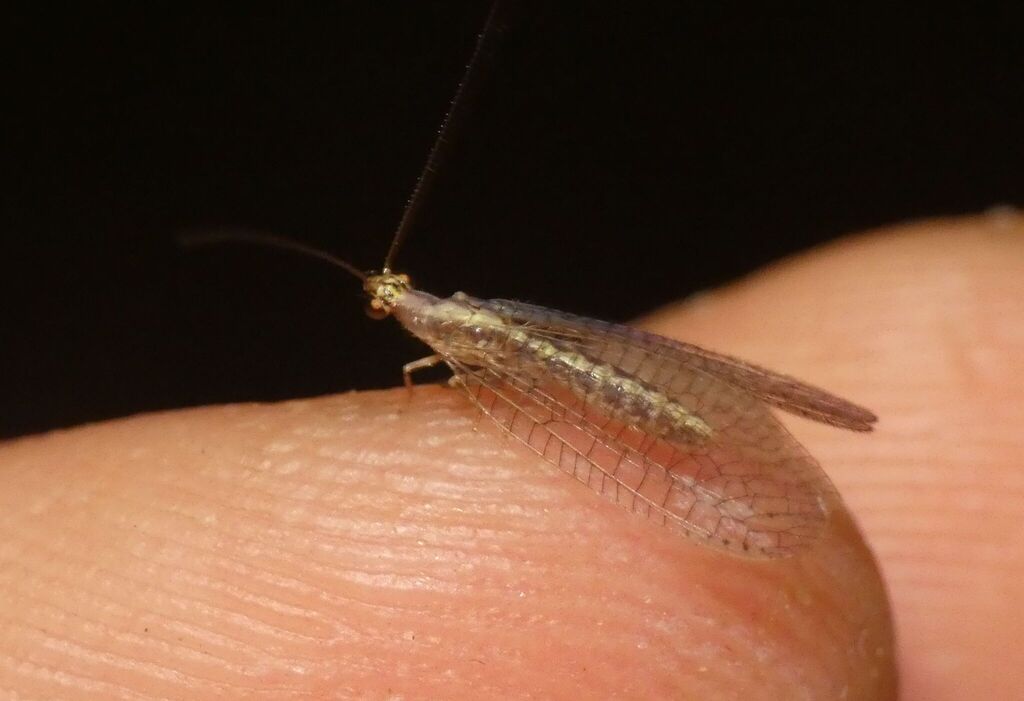 Pseudomallada genei