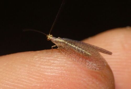 Pseudomallada genei