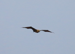 Pteropus rodricensis