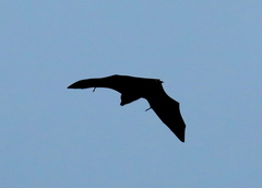Pteropus rodricensis