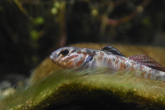 Redfin Bully photo 3
