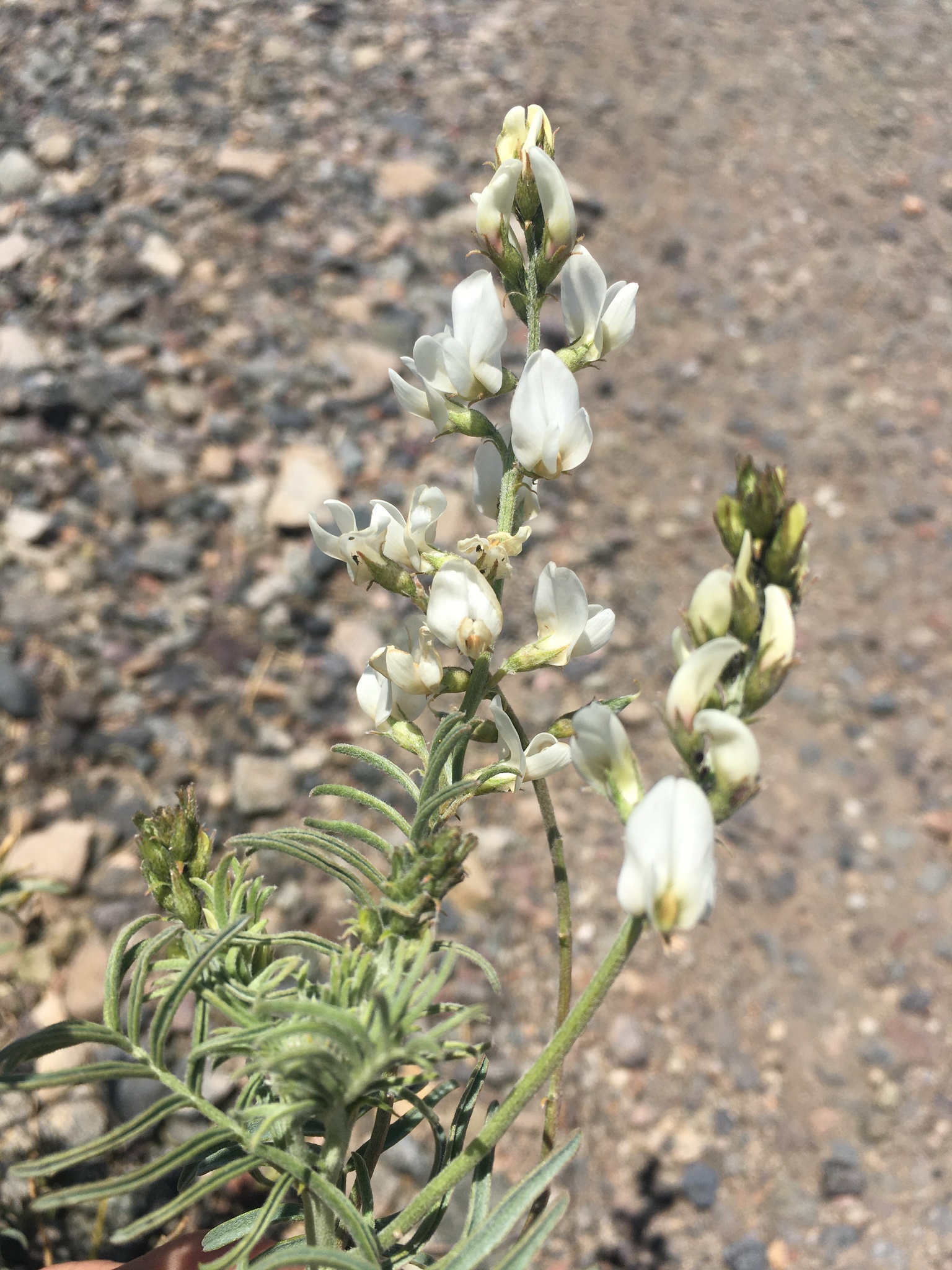 Astragalus coquimbensis (Hook. & Arn.) Reiche