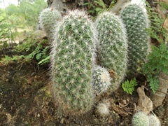 Mammillaria phitauiana