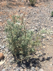 Astragalus coquimbensis