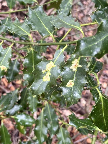 Unknown species found near University of Victoria, Oak Bay, BC, CA