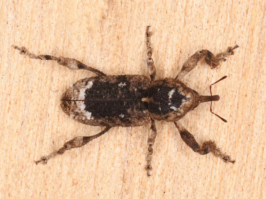 Camptorhinus tibialis
