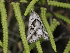 Dichromodes stilbiata