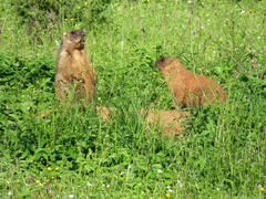 Marmota bobak