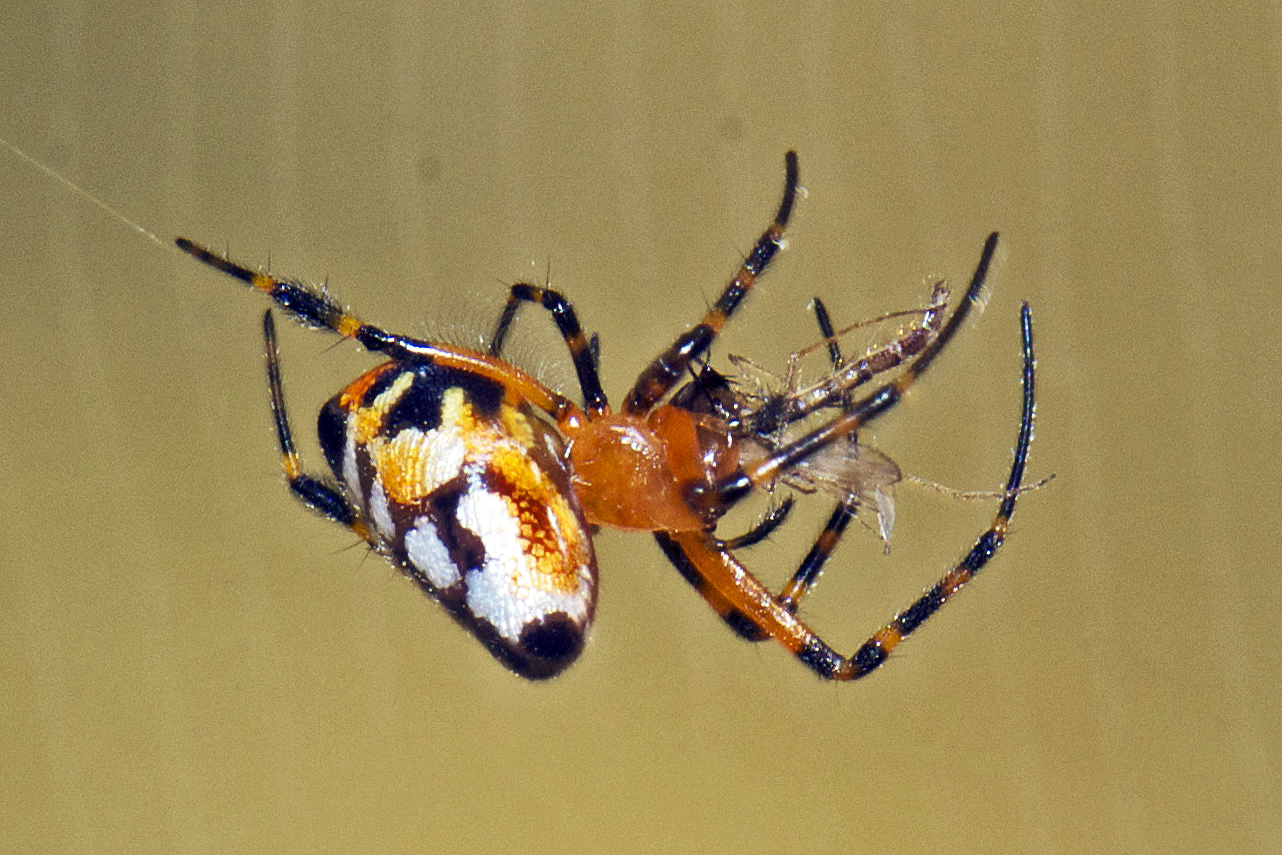 Pear-shaped Opadometa fastigata P2090844, This spider has t…