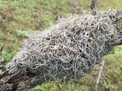 Dendrographa alectoroides