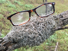 Dendrographa alectoroides