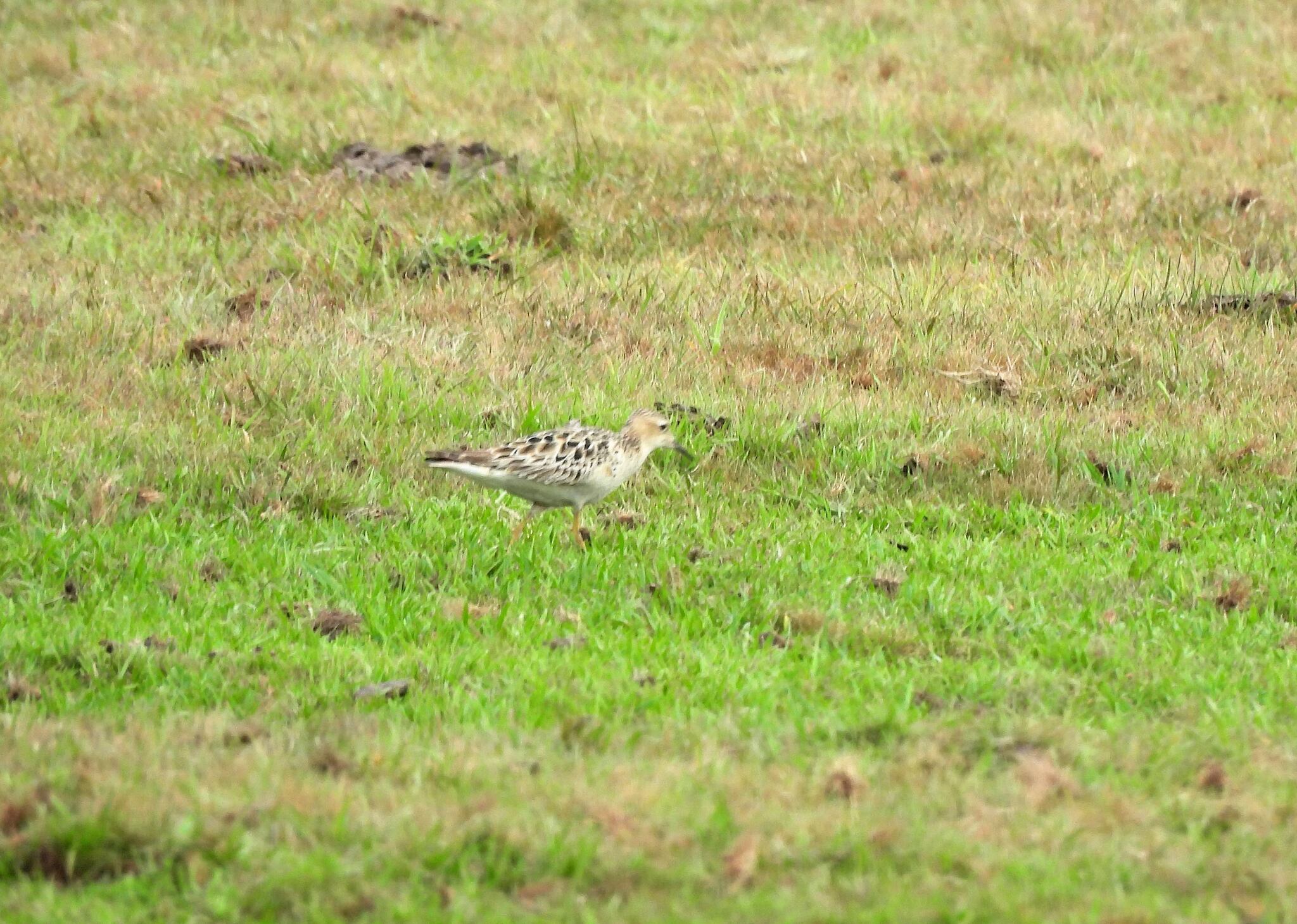 Buff-breasted Sandpiper