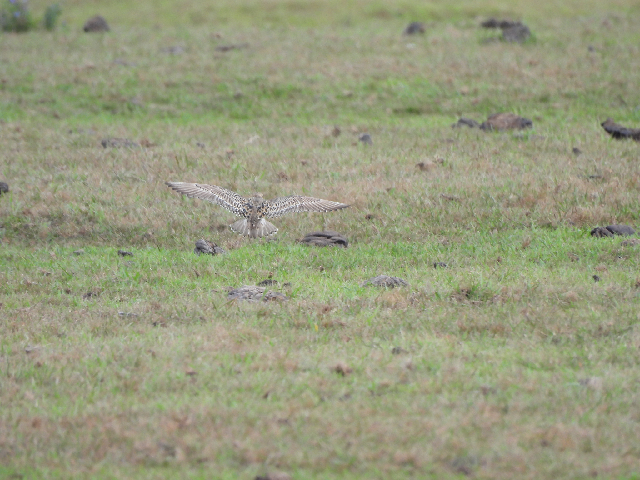 Buff-breasted Sandpiper