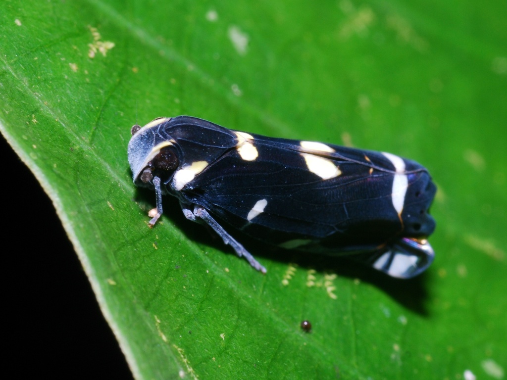 Achilid Planthoppers