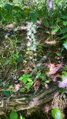 Tiarella cordifolia