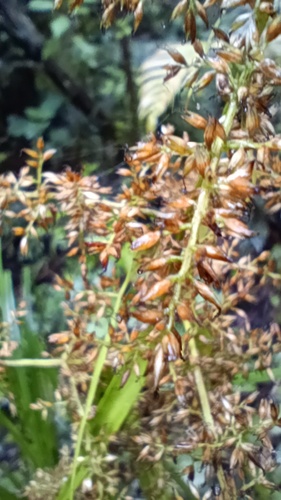 Chusquea elata