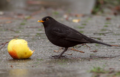 Turdus merula