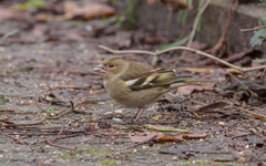 Fringilla coelebs