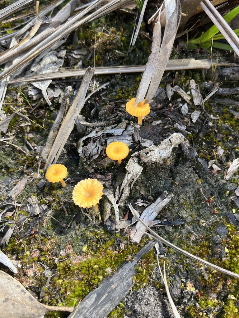 Lichenomphalia chromacea · October 2025 · photo: © oqt (iNaturalist, cc-by)