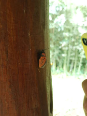 Edebessa nigropuncta