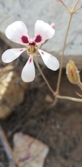Pelargonium naviculifolium