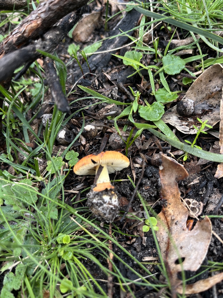 Amanita xanthocephala · October 2025 · photo: © oqt (iNaturalist, cc-by)