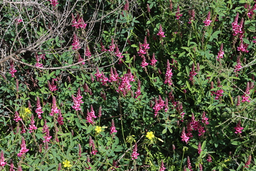 Pineapple Indigo (Indigofera amoena)
