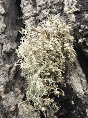 Dendrographa leucophaea