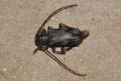 Exocentrus adspersus