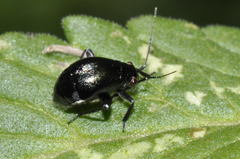 Euryopicoris nitidus