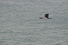 Leucocarbo chalconotus