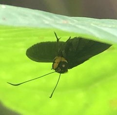 Hyalothyrus neleus pemphigargyra