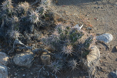 Corynopuntia invicta