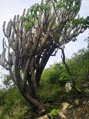 Myrtillocactus schenckii