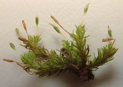 Orthotrichum tasmanicum