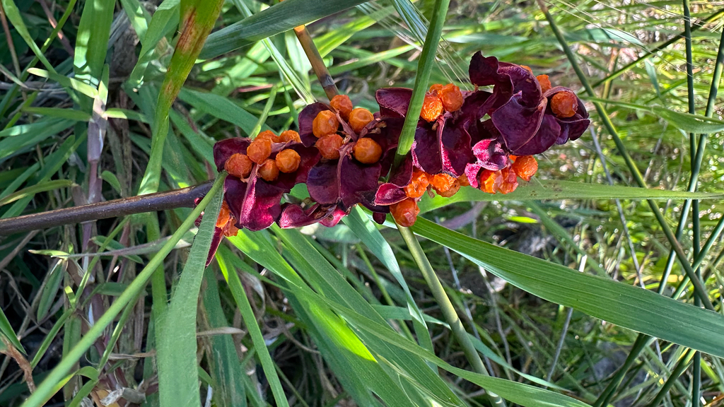 Chasmanthe aethiopica, Grassy Park, Western Cape, ZA, by vaudoiseaux