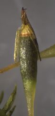 Orthotrichum tasmanicum