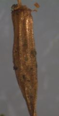 Orthotrichum tasmanicum