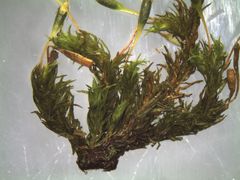 Orthotrichum tasmanicum