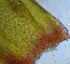 Orthotrichum tasmanicum