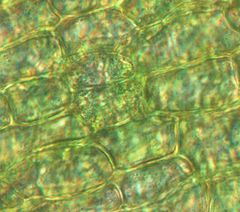 Orthotrichum tasmanicum