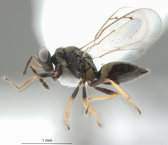 Dicladocerus