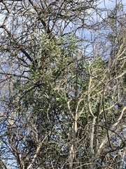 Myoporum acuminatum