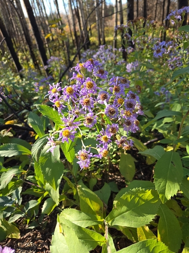 Showy Aster